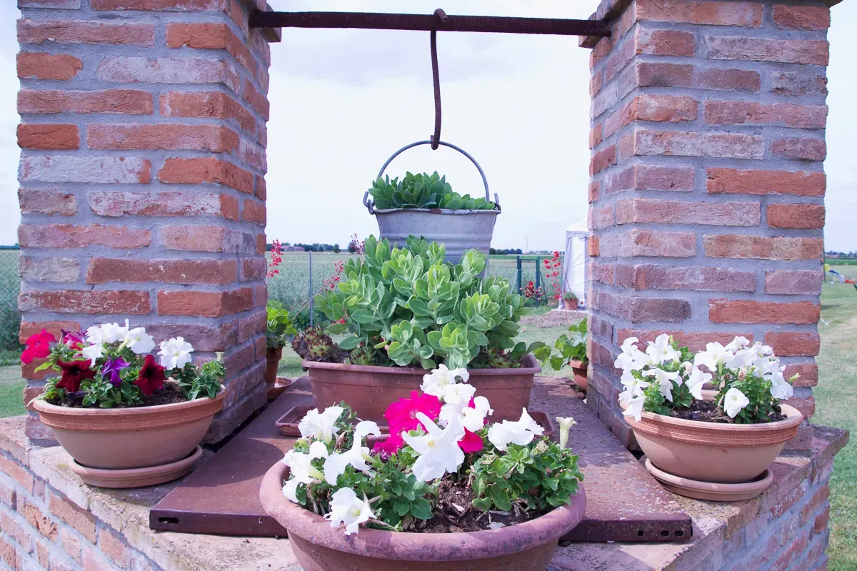 Il pozzo e i fiori