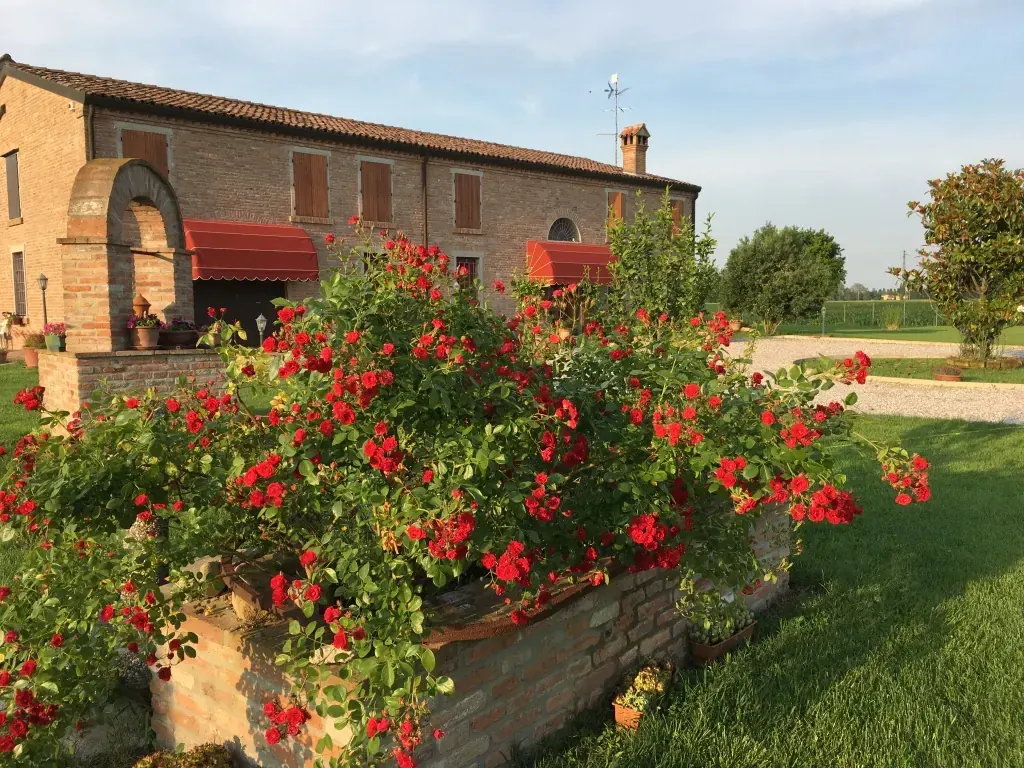 Le rose stupende del giardino